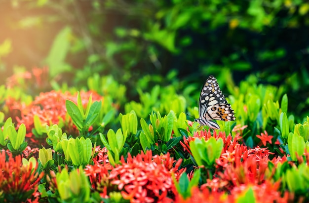 Der Schmetterling auf der roten Blume.