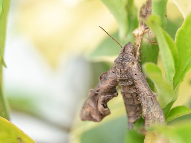 Der Schmetterling Schmetterling