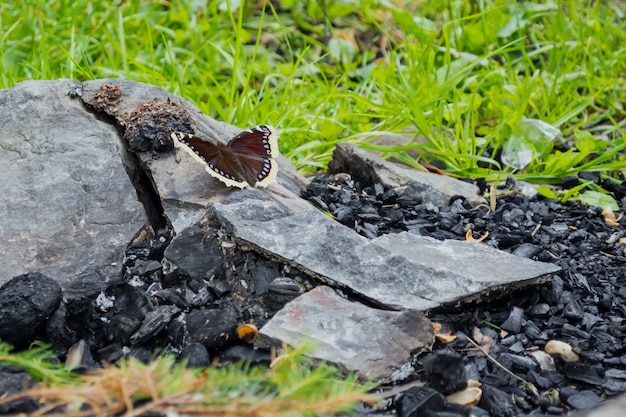 Der Schmetterling sitzt auf einem Stein in der Nähe der Kohlen vor dem Hintergrund des Feuers.