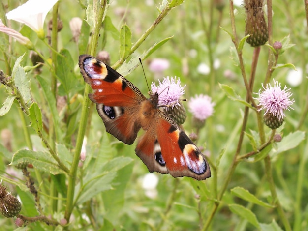 Der Schmetterling