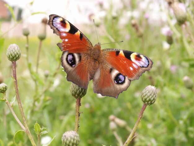 Der Schmetterling