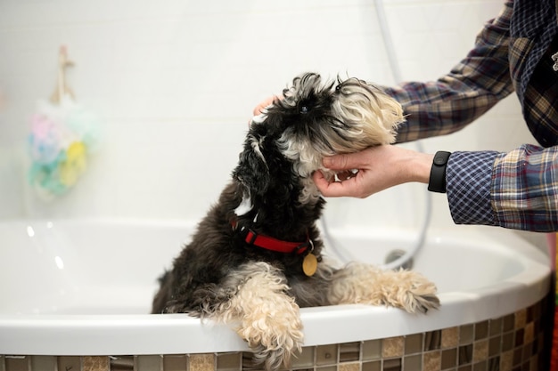 Der Schnauzer-Hund steht im Badezimmer, die Hände des Besitzers streicheln die Schnauze