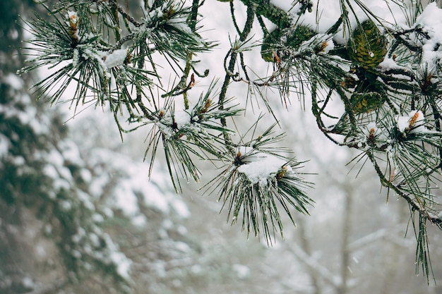 der Schnee und die abstrakten Äste im Berg in der Natur