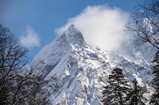 Der schneebedeckte Berggipfel hinter den Zweigen der Pinien