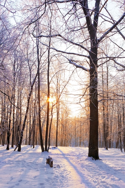 Der schneebedeckte Wald am sonnigen Tag.