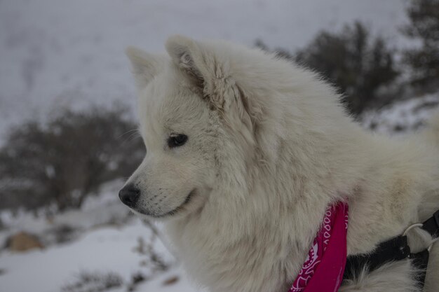 Foto der schöne amerikanische eskimo-hund war während des schneefalls in jordanien glücklich