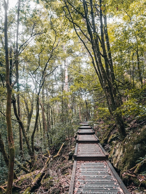 Der schöne Bergweg umgeben von Bäumen