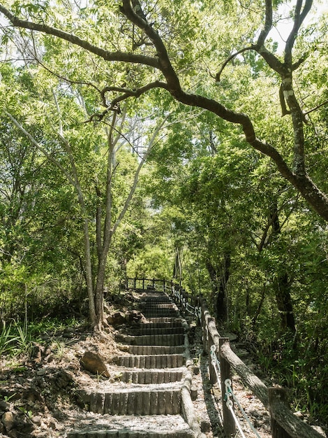 Der schöne Bergweg umgeben von Bäumen.