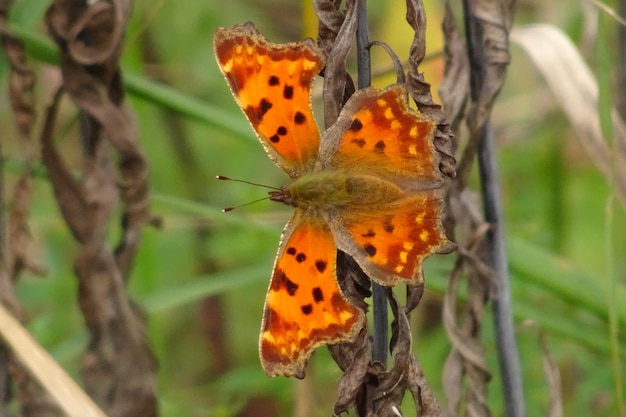 der schöne Frühlingsschmetterling