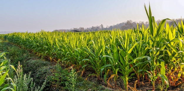 Der schöne Morgen das grüne Maisfeld mit dem Morgensonnenlicht