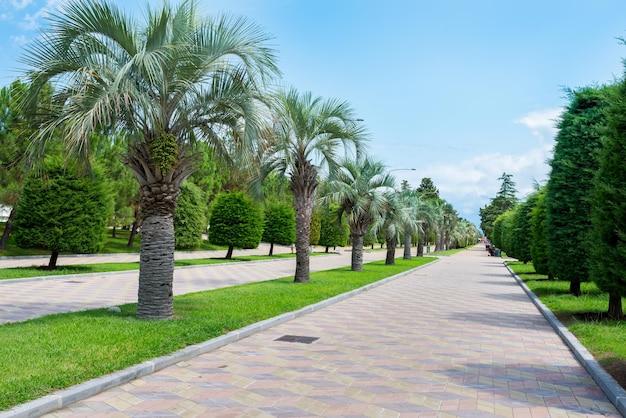 Der schöne Park am sonnigen Tag