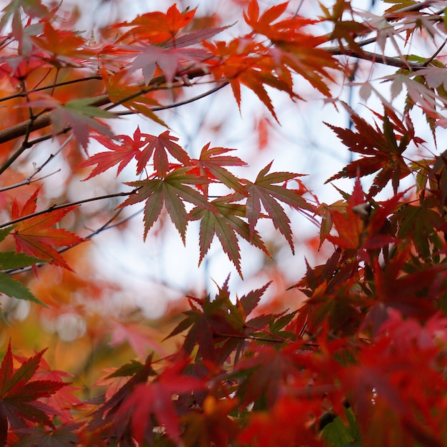 Der schöne rote Baum verlässt die Natur