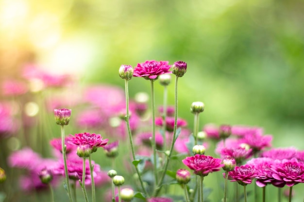 Der schöne rote Mohn blüht Naturhintergrund