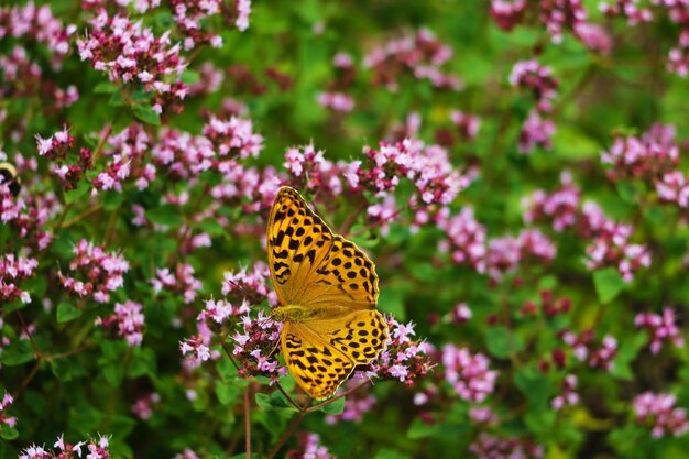 Der schöne Schmetterling sitzt auf roten Blumen