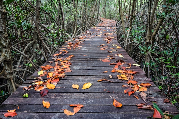 Der schöne Weg im Wald