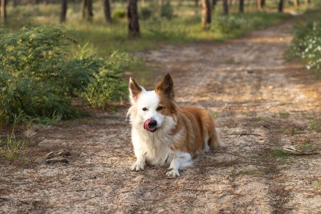 Der schönste und intelligenteste Hund der Welt Border Collie Hellbraun und weiß In der Natur