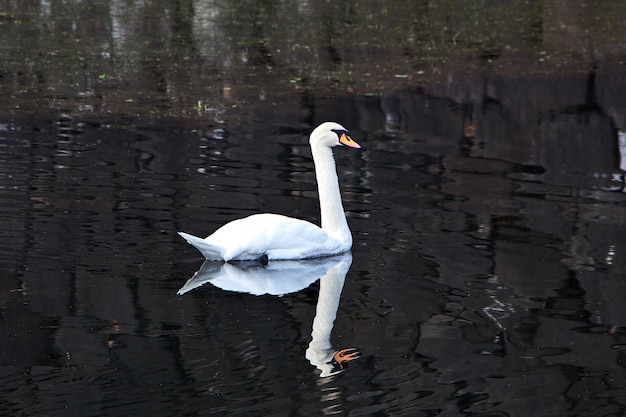 Der Schwan im Park schließen den imperator Palast, Tokyo, Japan