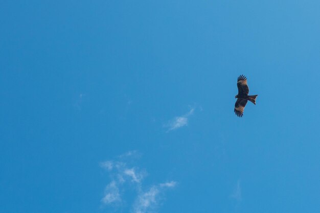 Foto der schwarze drachen milvus migrans fliegt am blauen himmel