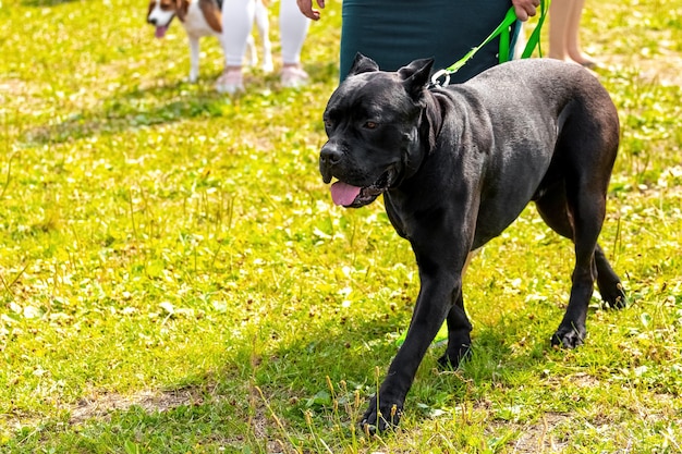 Der schwarze Hund des Pitbullterriers geht neben seiner Geliebten. Der Hund bewacht die Frau beim Spaziergang