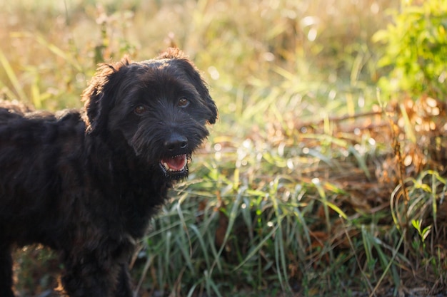 Der schwarze Hund schaut in den Rahmen und lächelt Tier auf dem Hintergrund von wildem Gras auf dem Feld