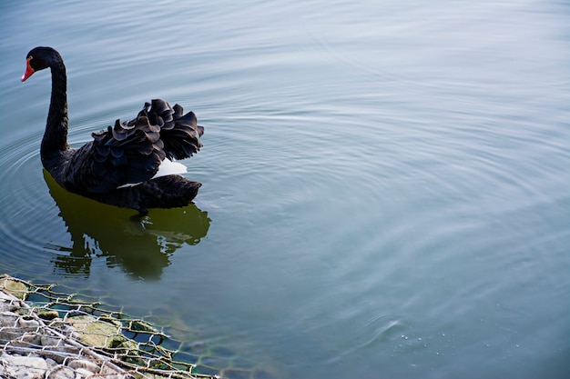 Der schwarze Schwan schwimmt auf dem Wasser. Wilder Vogel Freier Vogel. Platz für Text.