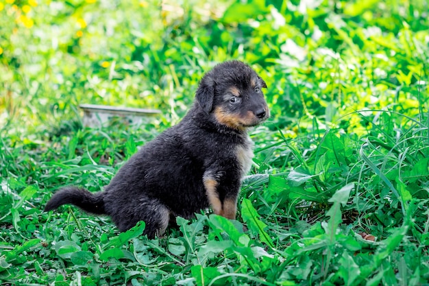 Der schwarze Welpe, der im Garten auf grünem Gras sitzt