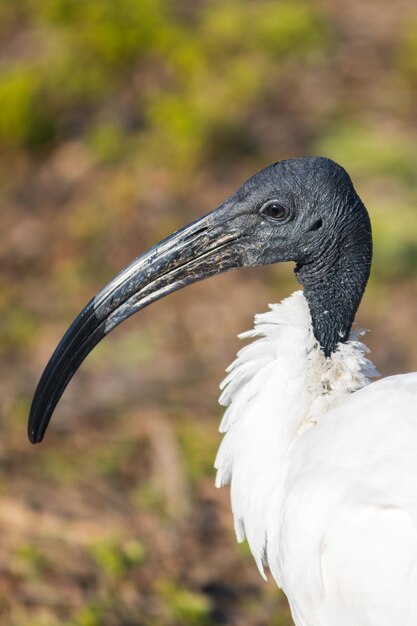 Foto der schwarzköpfige ibis threskiornis melanocephalus aus der nähe