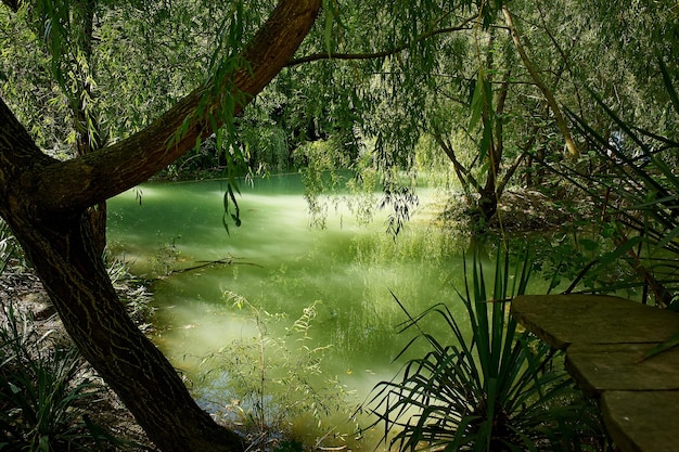 Der See im Busch mit dem leuchtend grünen Wasser