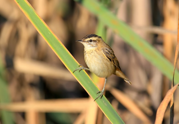 Der Seggensänger (Acrocephalus schoenobaenus) sitzt im weichen Morgenlicht auf einem Schilfrohr.