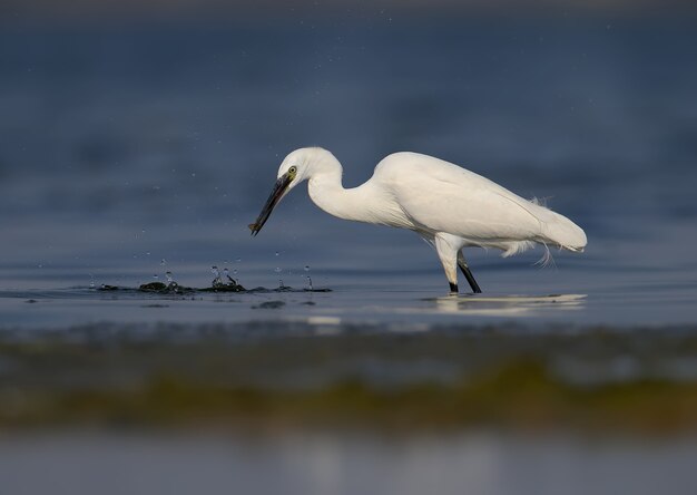 Der Seidenreiher (Egretta garzetta) im Wasser gefilmt im sanften Morgenlicht