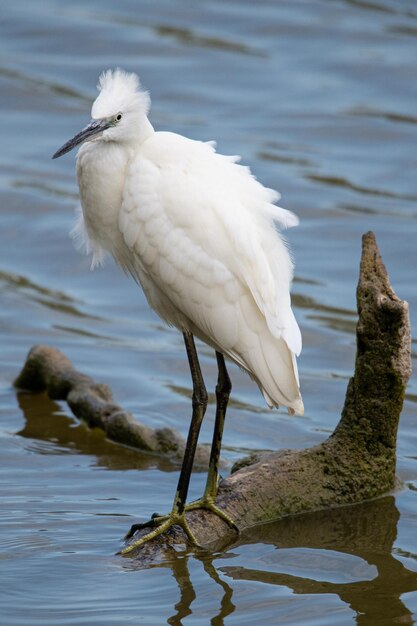 Der Seidenreiher Egretta garzetta ist eine kleine Reiherart, die in Aiguamolls Emporda Girona Spanien verbreitet ist