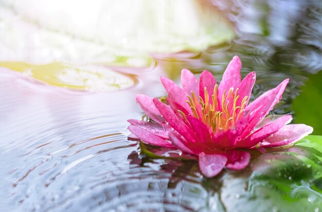 Der selektive Fokus auf Pollen von rosa Seerosen blüht im Teich mit sanftem Morgensonnenlicht