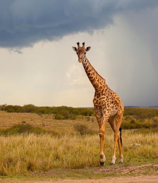 Foto der serengeti-nationalpark