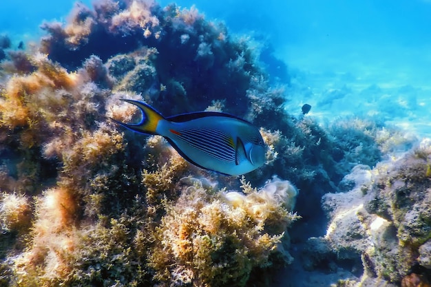 Der Sohal Doktorfisch, Sohal Tang (Acanthurus sohal) Meereslebewesen