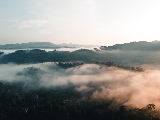 Der Sonnenaufgang und der Nebel im Wald