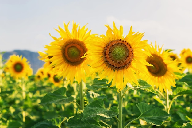 Der Sonnenblumengarten blüht am Abend wunderschön.