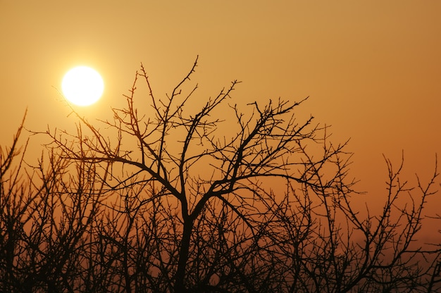 Der Sonnenkreis gesehen durch die Bäume bei Sonnenuntergang.