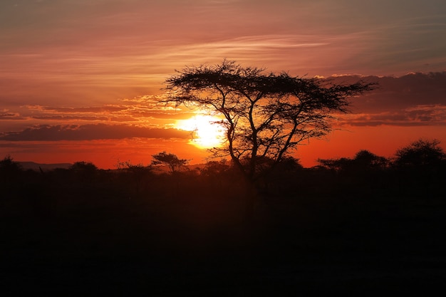 Der Sonnenuntergang auf Savanne, Afrika. Die Sonne in den Zweigen einer Akazie.
