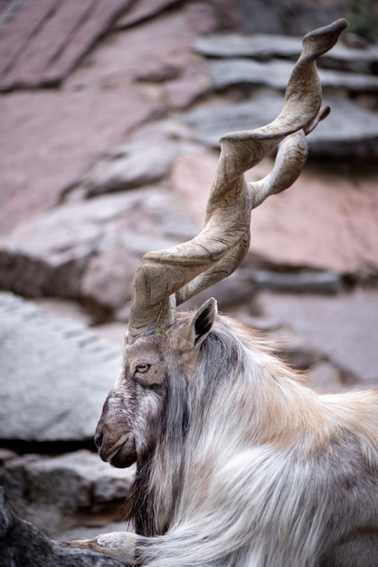 Der Spiralhornhorhor im Zoo