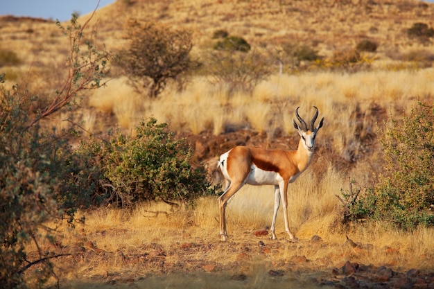 Der Springbock (Antidorcas marsupialis) im afrikanischen Busch, Namibia.