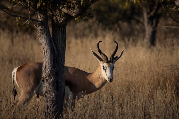 Der Springbock wilde afrikanische Tiere im Etosha Nationalpark Namibia