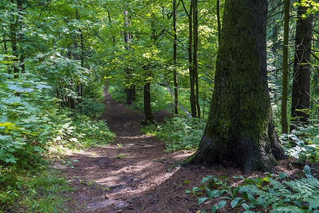 Der Stamm einer alten Fichte im Wald entlang des Weges