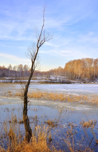 Der Stamm eines kahlen Baumes am Ufer des Sees Eis auf der Oberfläche des Stausees im Frühjahr