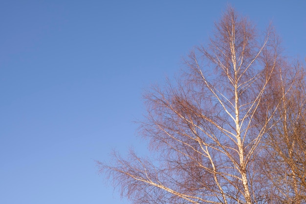 Der Stamm und die Äste einer Birke vor dem Hintergrund eines strahlend blauen Februarhimmels