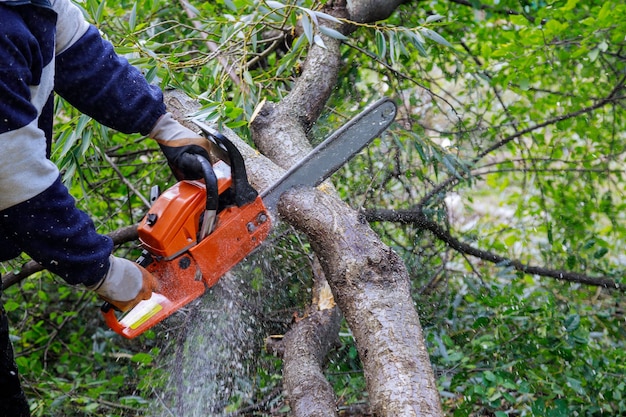 Der Stammbaum ist gebrochen, nachdem ein Hurrikan von Menschen einen Baum mit einer Kettensäge gefällt hat