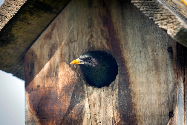 Der Star späht aus dem Vogelhaus