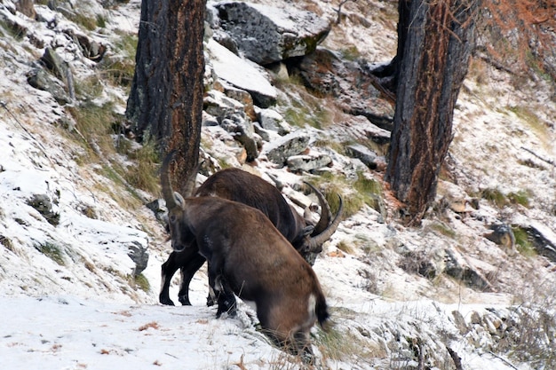 Der Steinbock im Wald