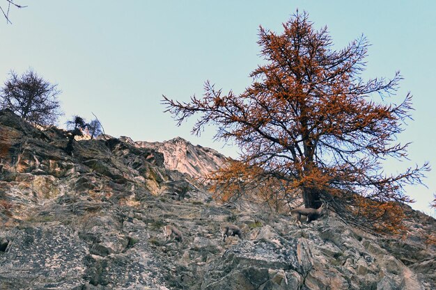 Der Steinbock im Wald