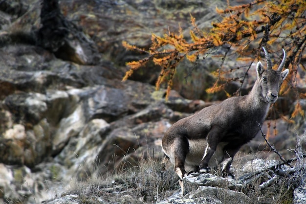 Der Steinbock im Wald