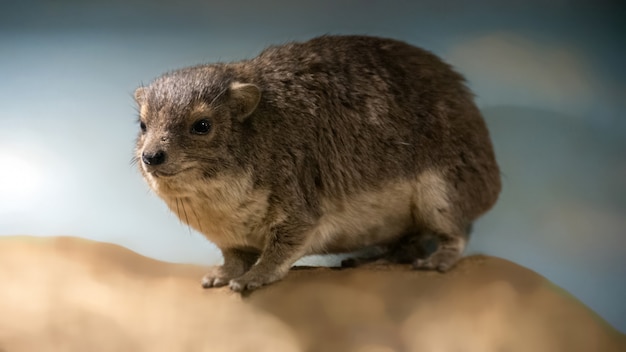 Der Steinhyrax Procavia capensis, auch Steindachs, Steinkaninchen und Kaphyrax genannt, steht auf einem Stein